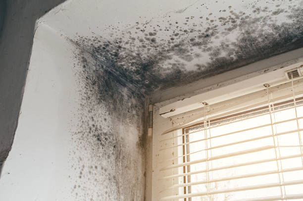 Affordable Hvac And Air Duct Mold Remediation solutions in Lowell, MI